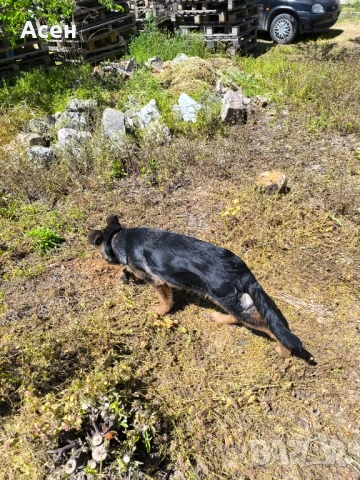 Чисто кръвна Немска овчарка на 4 месеца женска 