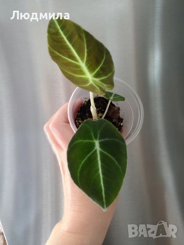 Алоказия Блек Велвет/Alocasia Black Velvet