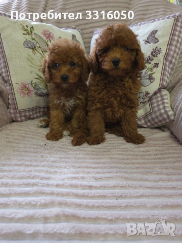 Мини пудел, снимка 2 - Пудели - 54196070