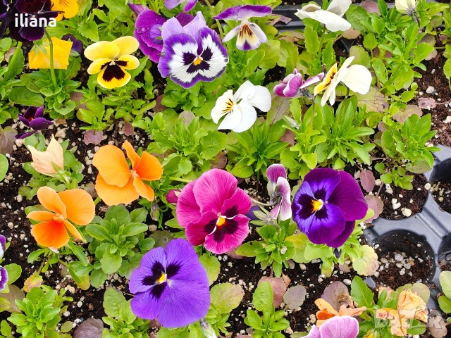 Продавам теменужки , снимка 9 - Градински цветя и растения - 54186272