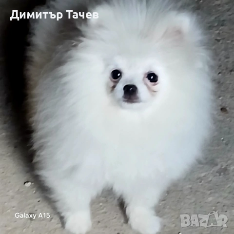 Уникално момче, снимка 3 - Померан - 54529814