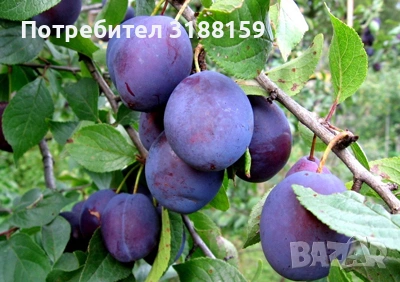 Синя слива реколта 2026