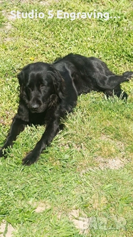 Търси дом , снимка 2 - Голдън ретривър - 54162881