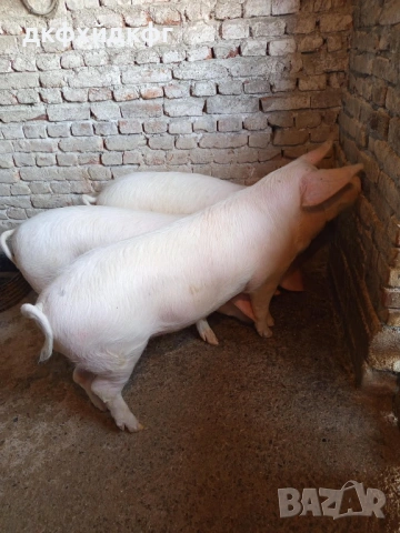 Продавам прасета, снимка 2 - Прасета - 54031970