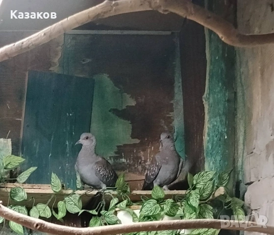 Продавам гвинейски гълъби