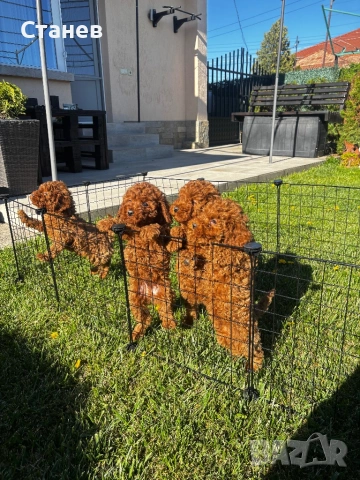 Той Мини Пудел Момче / Mini Poodle, снимка 5 - Пудели - 53305362