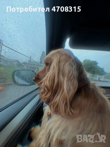 Кокер шпаньол момче родословен баща, снимка 10 - Кокер шпаньол - 53975239