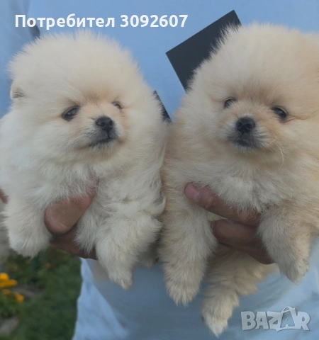 Померани мъжки и женски, снимка 4 - Померан - 55142649