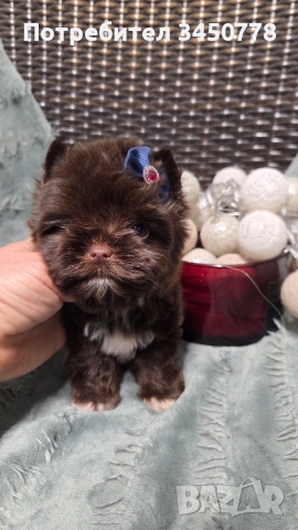 Мини шоколадов йорк момче, снимка 9 - Йоркширски териер - 54310291