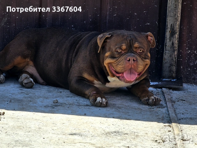 Американско були покет, снимка 2 - Други - 54375074