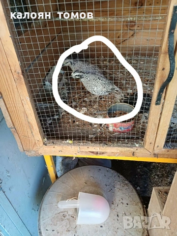 Вирджински пътпъдък 