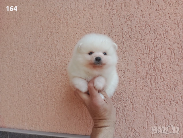 Бели Померани на различни възрасти., снимка 8 - Померан - 54135417