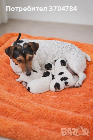 Продавам джак - ръселчета , снимка 4 - Джак ръсел териер - 53978143