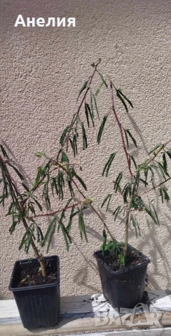 Розова мимоза в саксии, снимка 4 - Стайни растения - 54348433