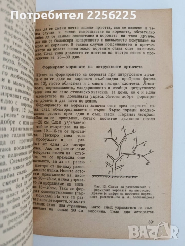 Съдово отглеждане на цитрусовите растения , снимка 2 - Специализирана литература - 54550902