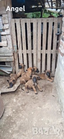 Бегийски овчарки, снимка 7 - Белгийска овчарка - 54726479