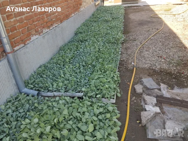Продавам разсад Зеле Марлу ф1