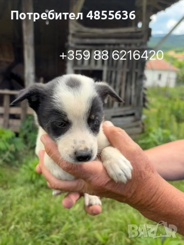 6 чистокръвни кученца бордър коли , снимка 2 - Бо - 54894198