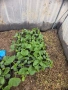 Разсад краставици, снимка 3