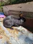 Продавам  женски  заек, снимка 3
