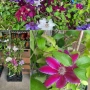 Кралски Клематис  (Clematis ) Микс (Едри цветове) – Готови за засаждане!Пазарджик с доставка до дома, снимка 1
