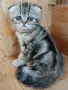 шотландски красоти , снимка 9