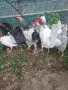 Продавам млади и много красиви петли. , снимка 5