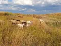 Елитни каракачански овце , снимка 2