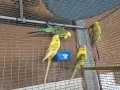 изложбени папагали на промоция , снимка 3
