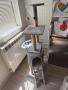 Котешка катерушка , снимка 2