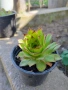 Продавам семпервивум , снимка 2