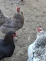 кокошки, снимка 3