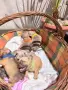 Свободни три мъжки и три женски Френски булдог, снимка 4