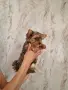 Женско йорки стандарт промоция до неделя, снимка 2