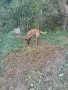 Malinova Belgiska Ovcarka, снимка 4