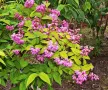 Deutzia Strawberry fields(Дойция ягодова ливада), снимка 2