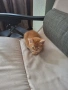 Едно коте за подаряване, снимка 1