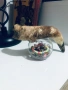 Стар Биволски рог, снимка 4