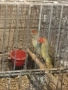Продавам чифт тръстикови астрилди , снимка 2