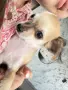 Мини ЧИХУАХУА със специален косъм , снимка 2