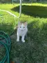 Подарявам котенца , снимка 1