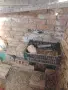 Свободни Гълъби Яканлии, снимка 3