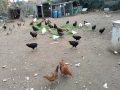 Селски кокошки, снимка 4