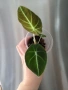 Алоказия Блек Велвет/Alocasia Black Velvet, снимка 1