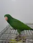 Продавам Мъжки Еклектус, снимка 3