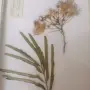 Систематичен хербарий, снимка 4