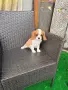 Кавалер Кинг  Чарлз, снимка 4