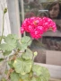 Сортово мушкато Red rambler и каланхое кичесто розово, снимка 1