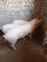 Продавам прасета, снимка 2