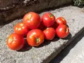 ПРОДАВАМ ДОМАШНИ ДОМАТИ ЦЕНА 1€, снимка 3